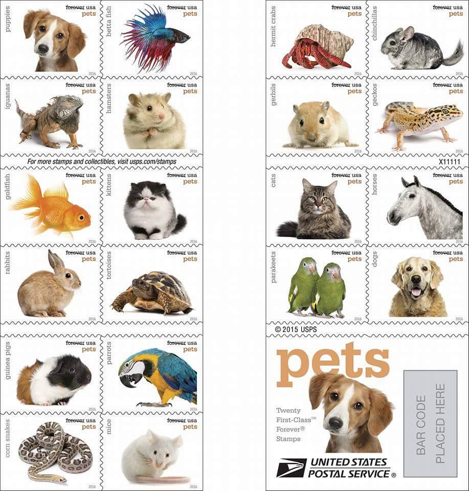 Types of pets cheap you can have