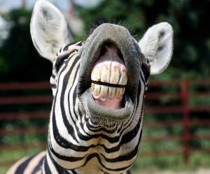 zebra smile and teeth