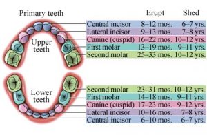 teeth-numbers-children