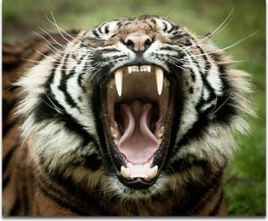 tigers-teeth