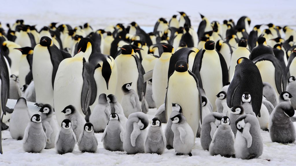 emperor-penguin-colony.ngsversion.1412630284744